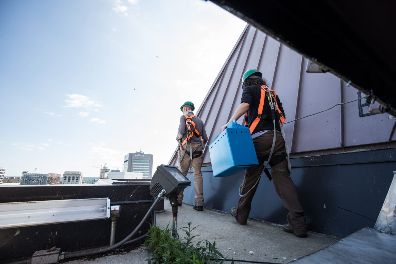 علماء الأحياء في DGIF يشقون طريقهم إلى صندوق العش. يمكن رؤية الصقور البالغين من الذكور والإناث يحلقون فوق رؤوسهم.