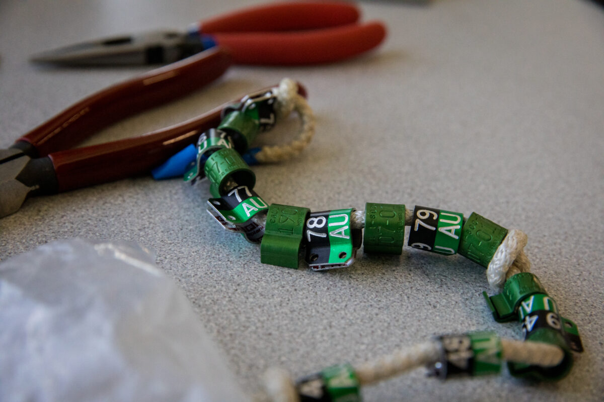 صورة لأربطة الأرجل التي ستحصل عليها الكتاكيت