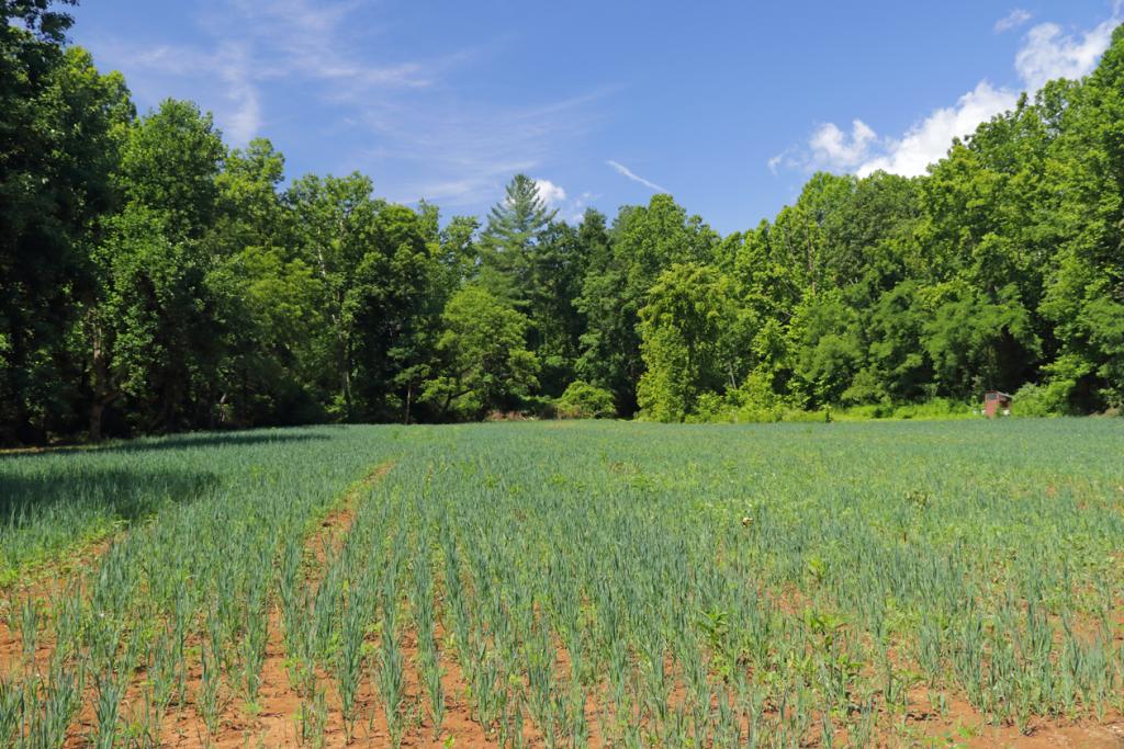 كانت الشتلات في منتصف يوليو كبيرة بما يكفي لتغطي التراب البرتقالي بأوراقها الخضراء