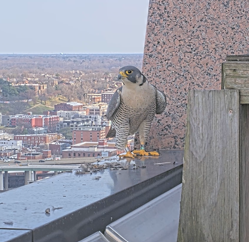 Female falcon sitting on the edge of a skyscraper.