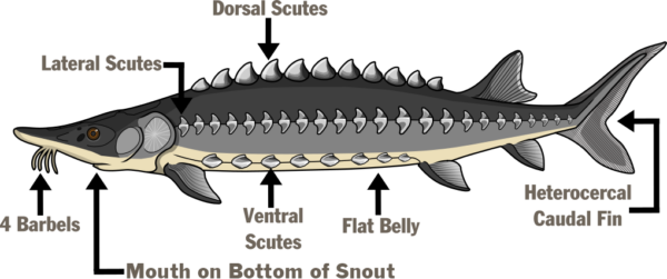 رسم توضيحي لسمك الحفش يوضح التشريح - أربع قضبان حديدية، فم في أسفل الخطم، حراشف بطنية، بطن مسطح، زعنفة ذيلية غير متجانسة، حراشف ظهرية، حراشف جانبية.