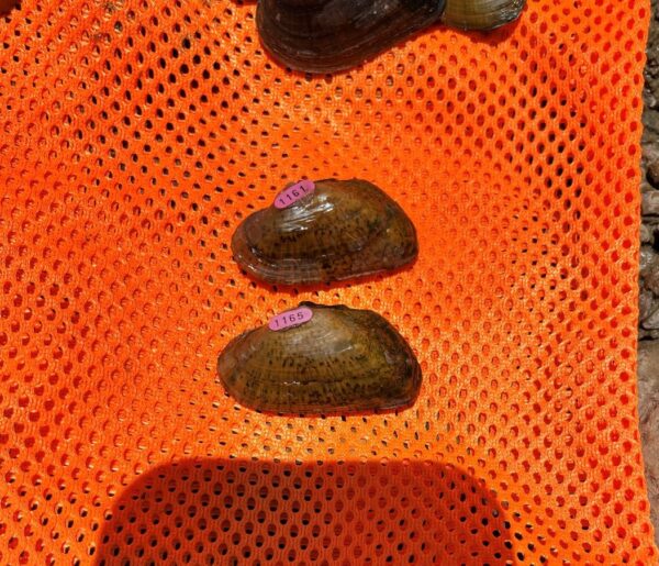 صورة لإلكتو