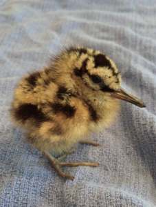 طائر الصقر الخشبي الأمريكي المعشش