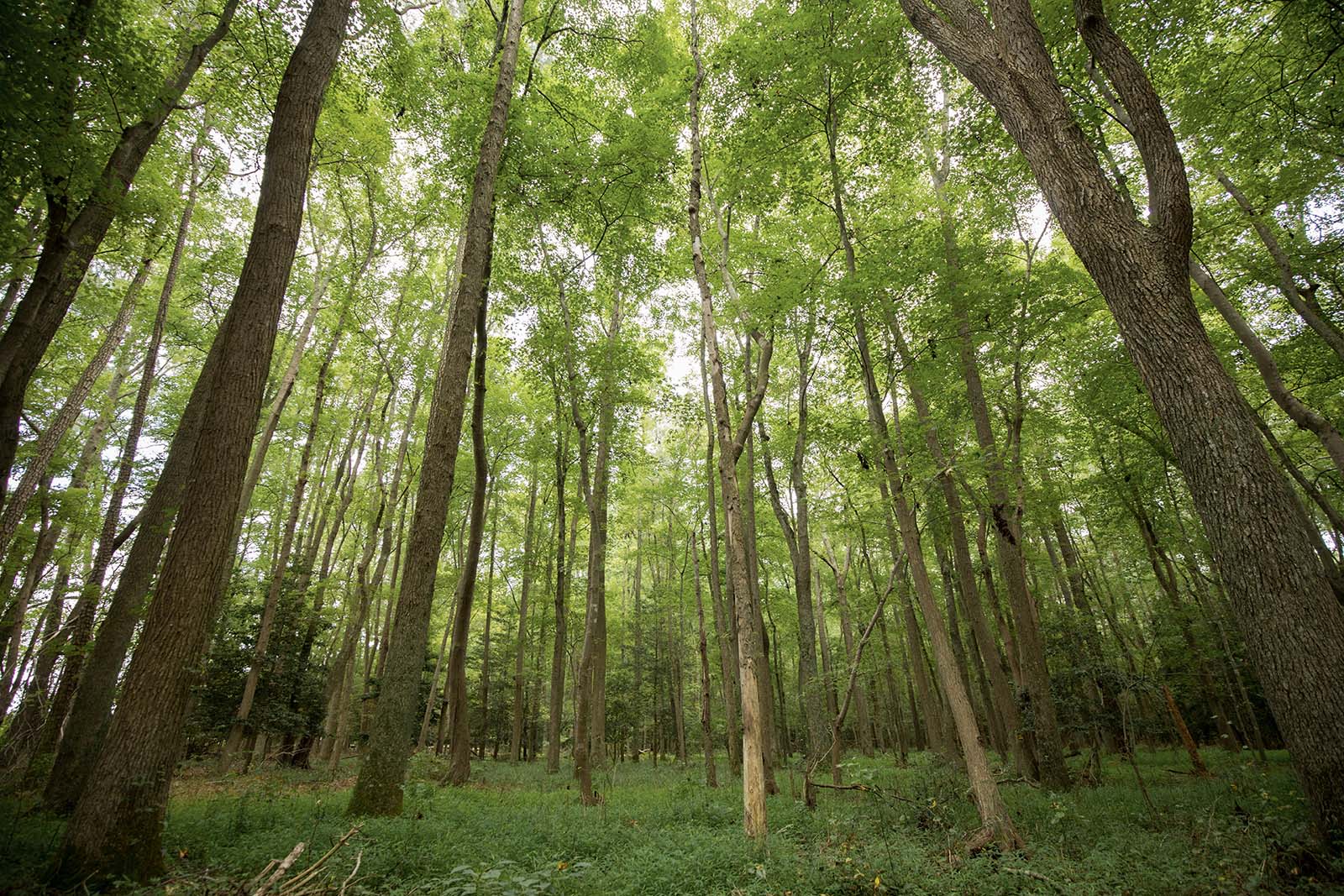 أشجار ذات أوراق خضراء