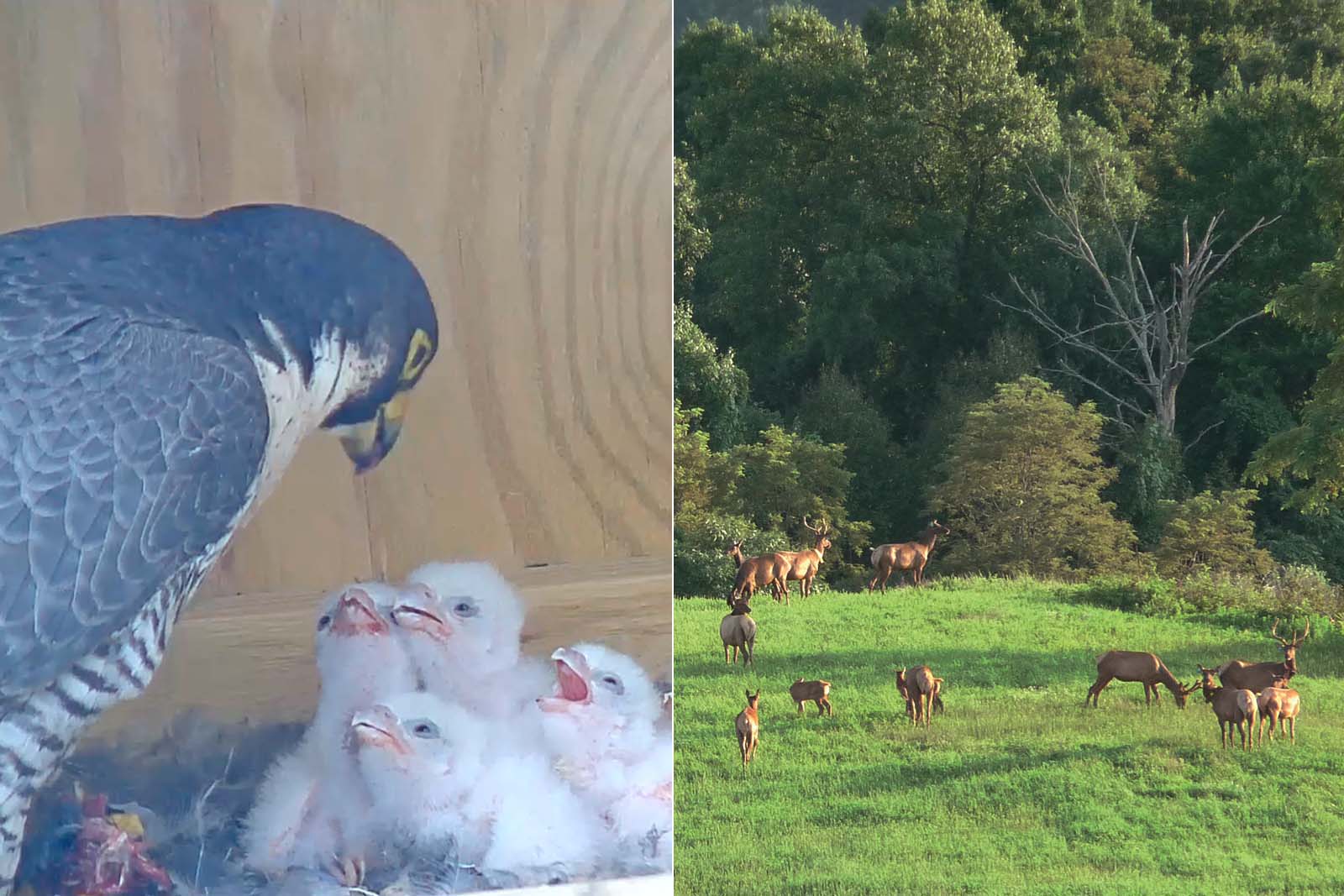 أحد آباء الصقور يطعم فراخه؛ مجموعة من الأيائل تقف في حقل