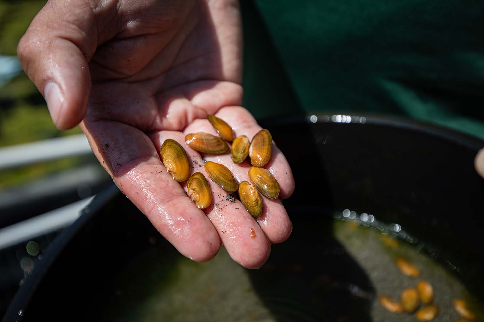 يد تحمل العديد من بلح البحر البني