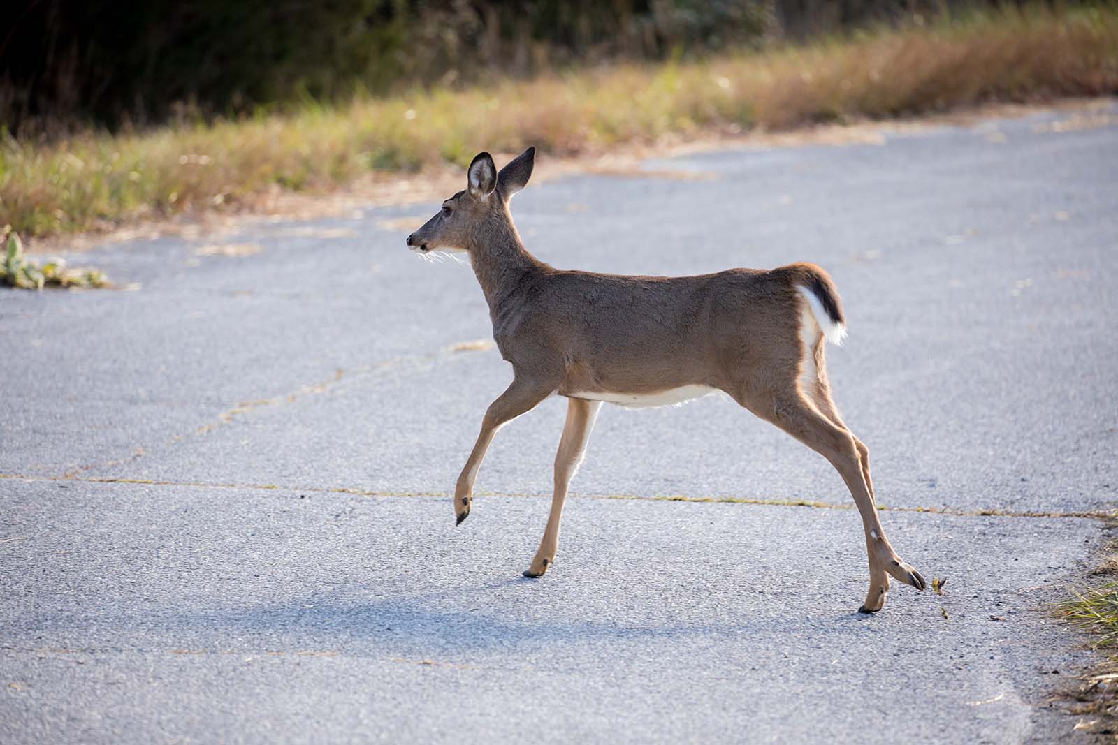 عدة غزلان تعبر تحت جسر علوي