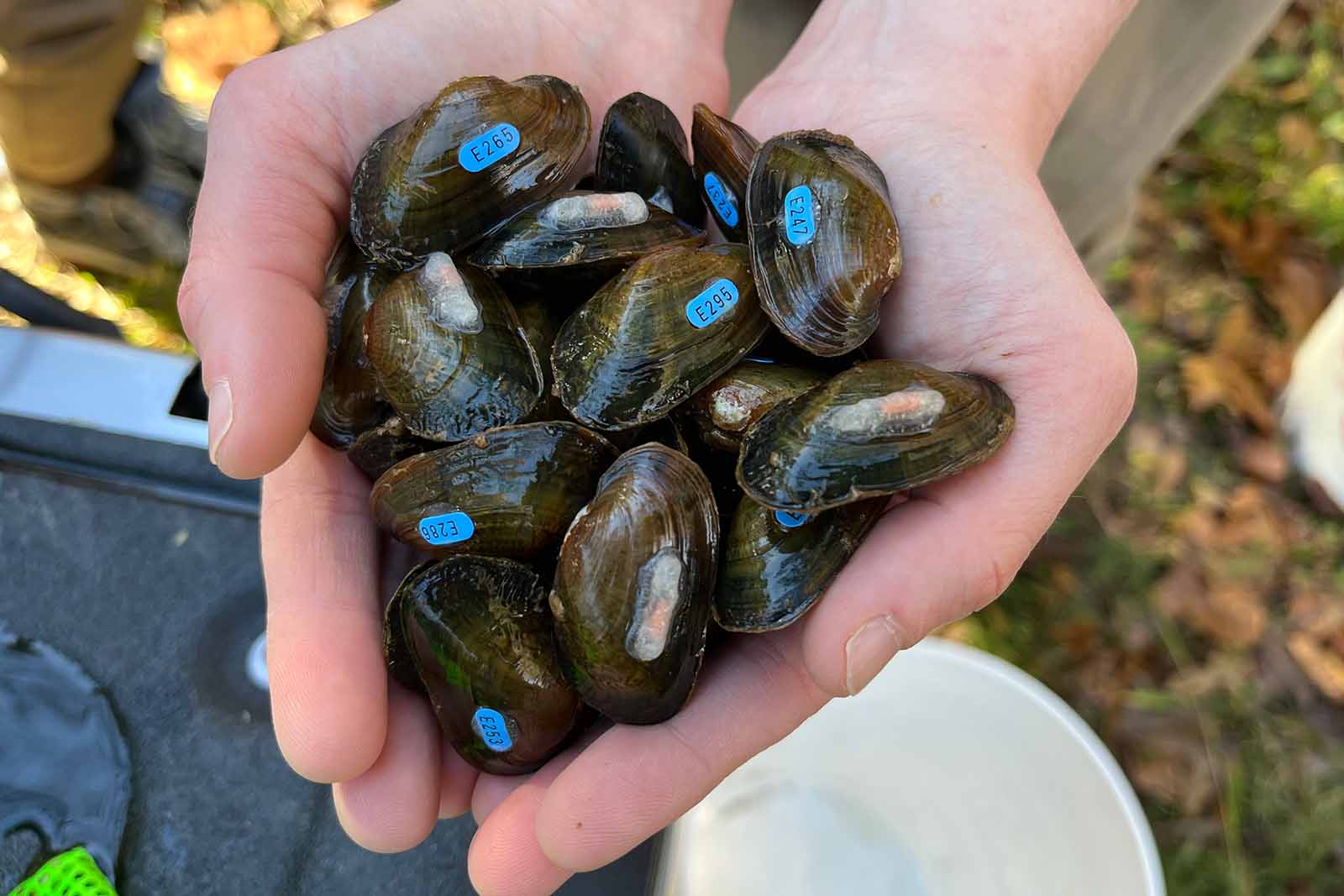 الأيدي التي تحمل بلح البحر الموسوم