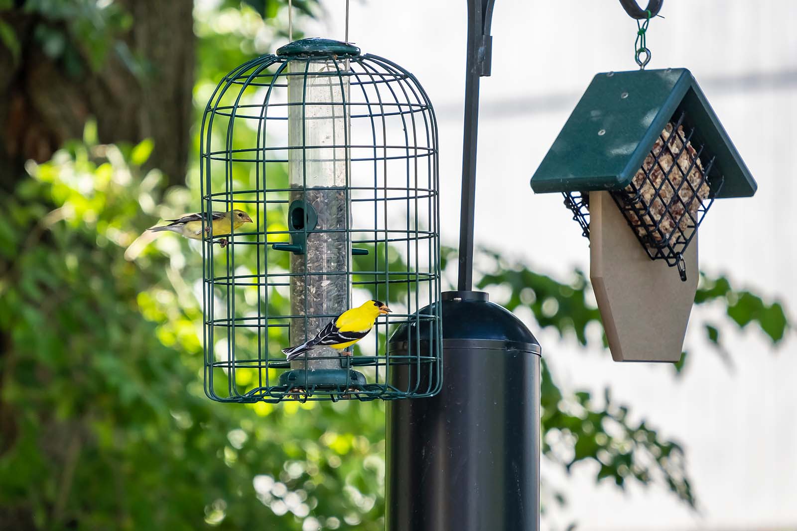 وحدة تغذية الطيور مع طائرين أصفر وأسود جاثمين