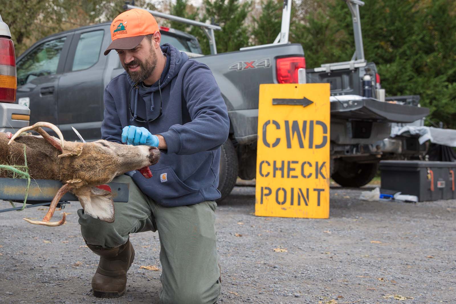 رجل يرتدي قبعة برتقالية اللون وقفازات فحص لفحص غزال للكشف عن مرض CWD