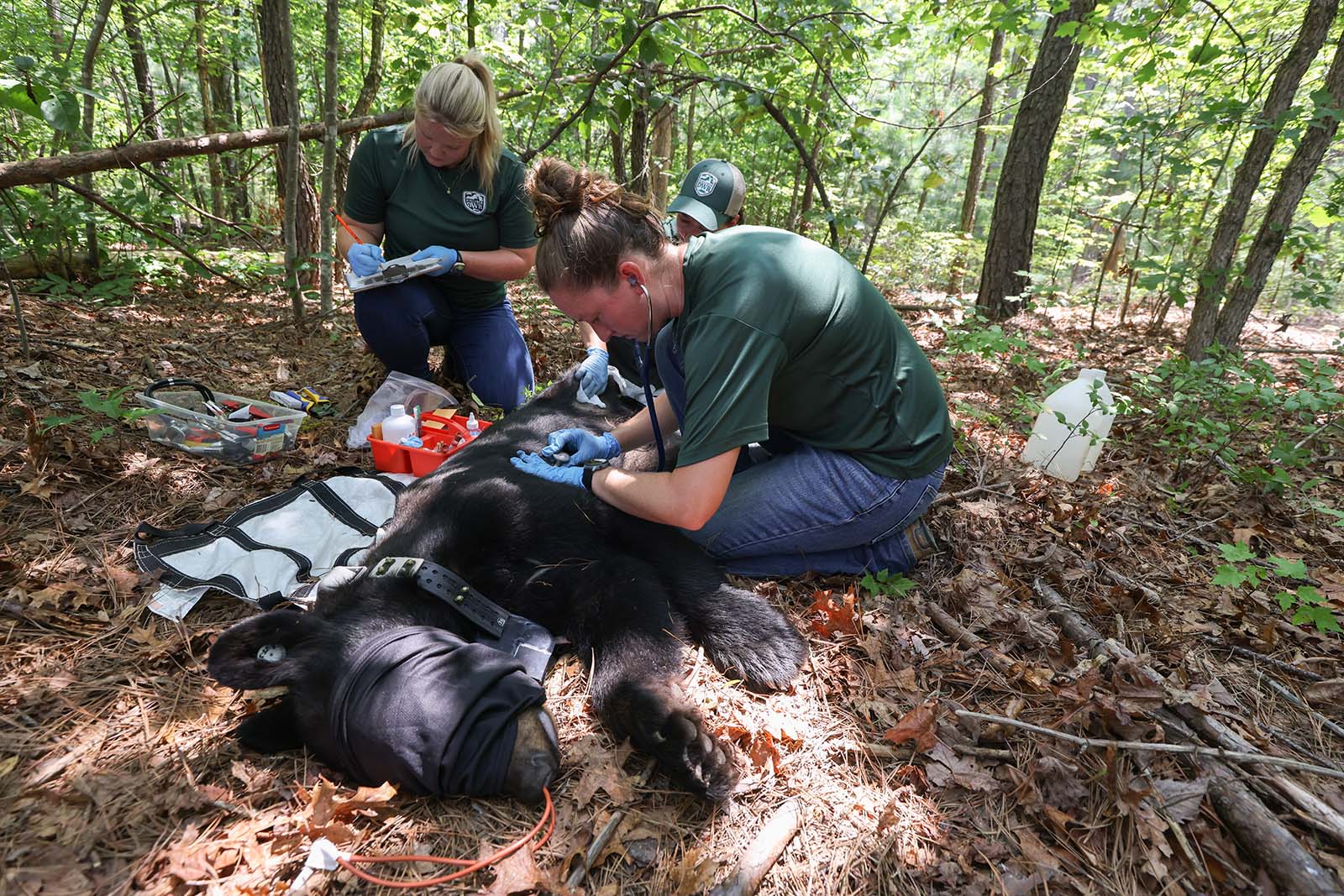 اثنان من علماء الأحياء يقيمان دباً أسود مخدرًا