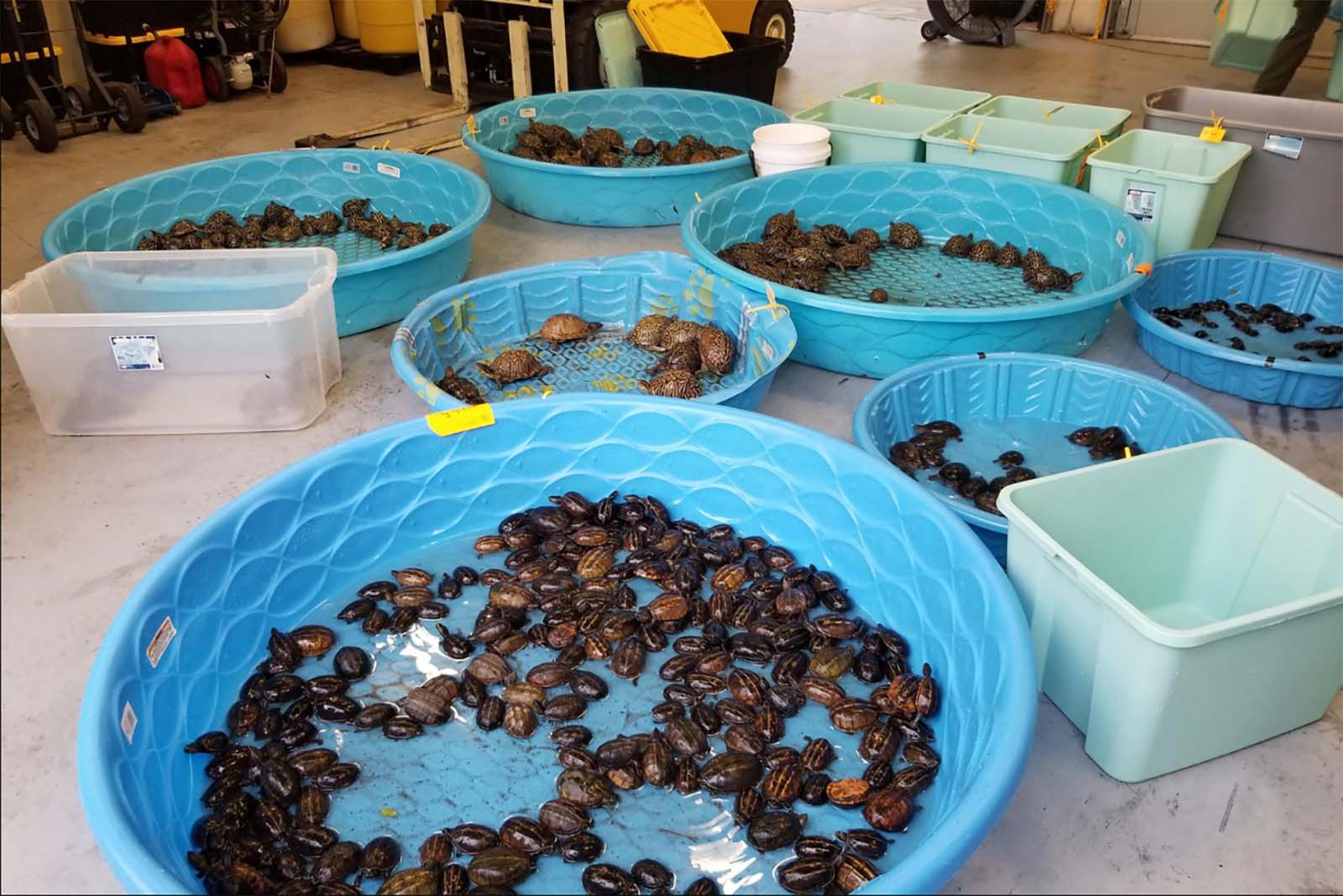 أحواض بلاستيكية تحتوي على سلاحف