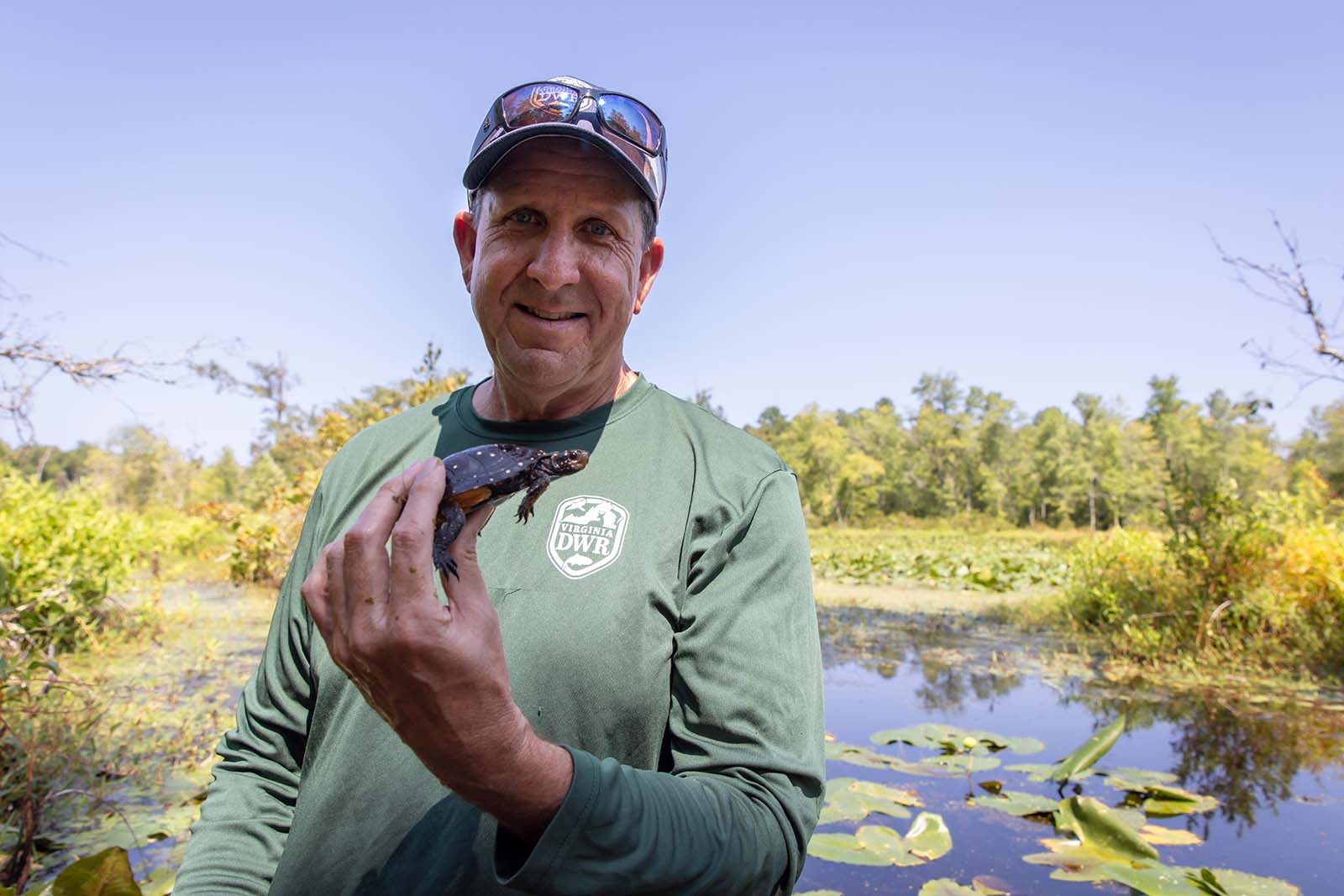 عالمة أحياء من DWR تحمل سلحفاة مرقطة