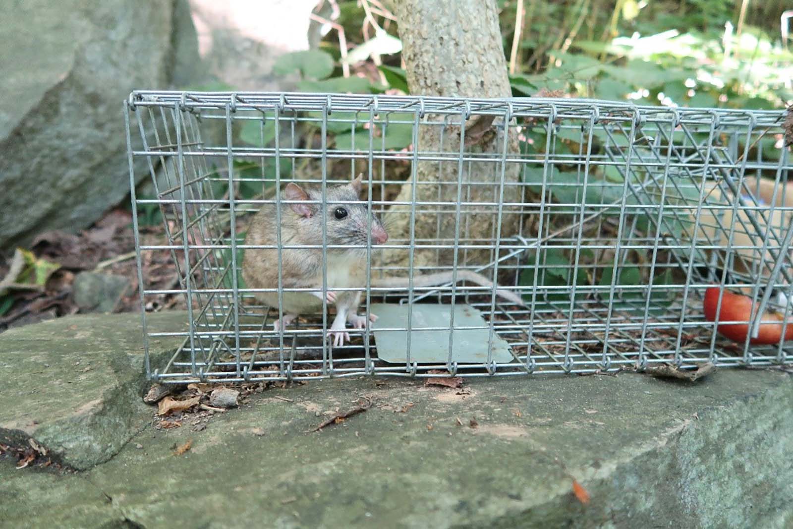 فأر الخشب الأليغيني في فخ قفص