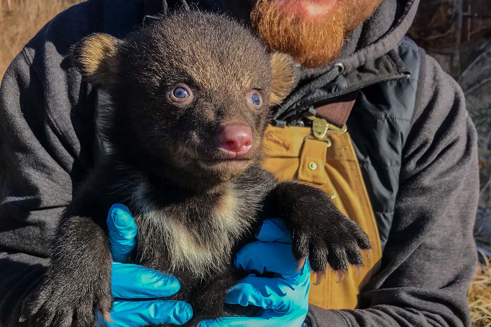 عالم أحياء يحمل شبل دب