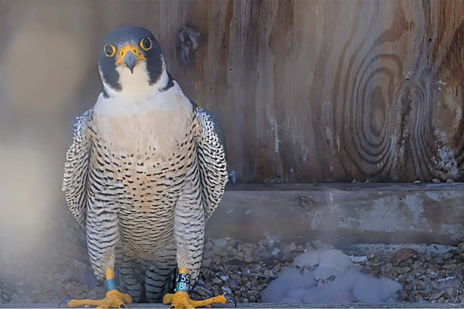 صقر شاهين ذو نطاقات يجلس على حافة صندوق التعشيش