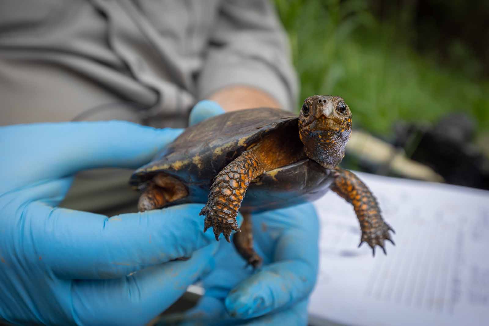 توسيع المعرفة بتوزيع السلاحف المستنقعية