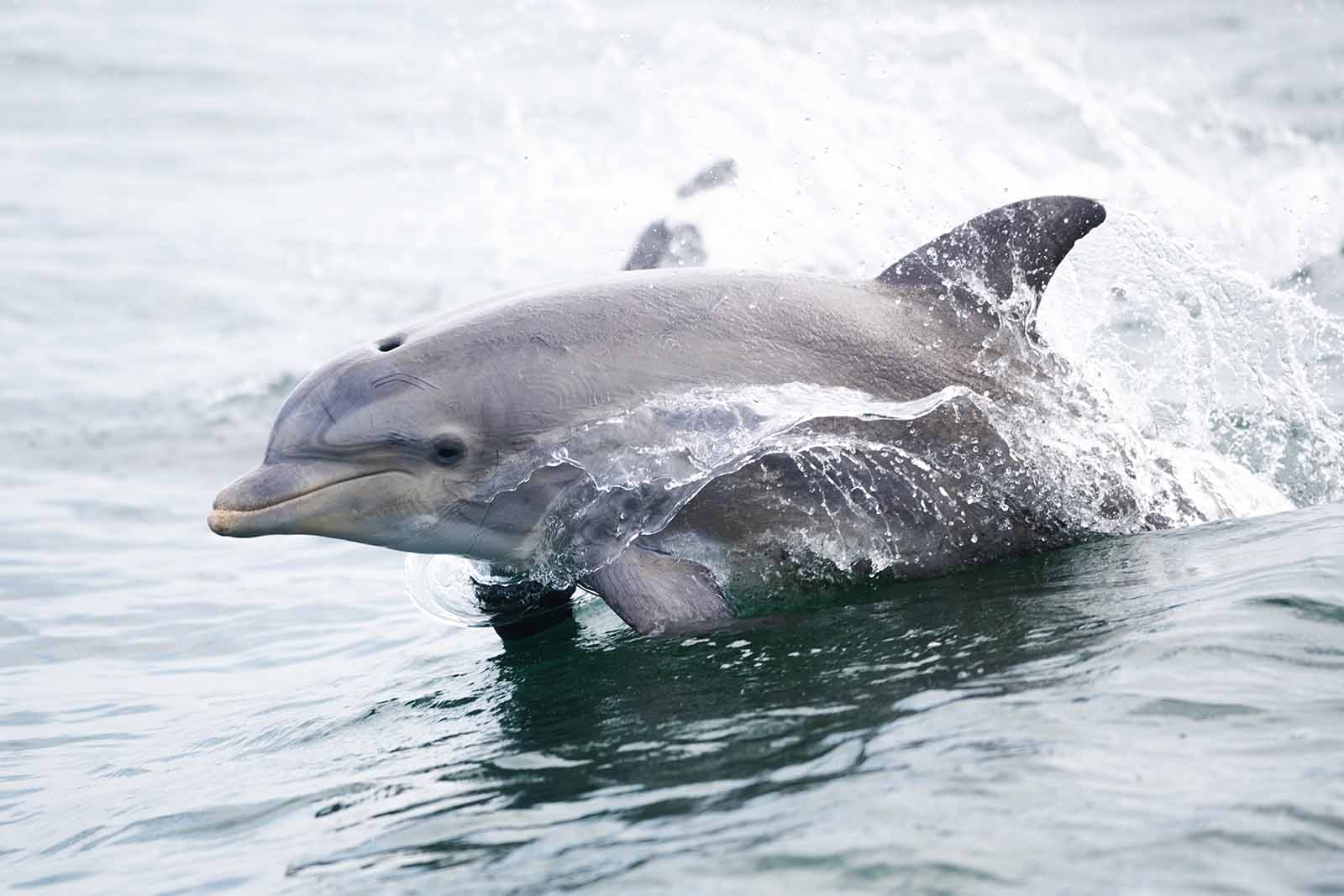 تم تطوير خطط الحفاظ على السلاحف البحرية والثدييات البحرية