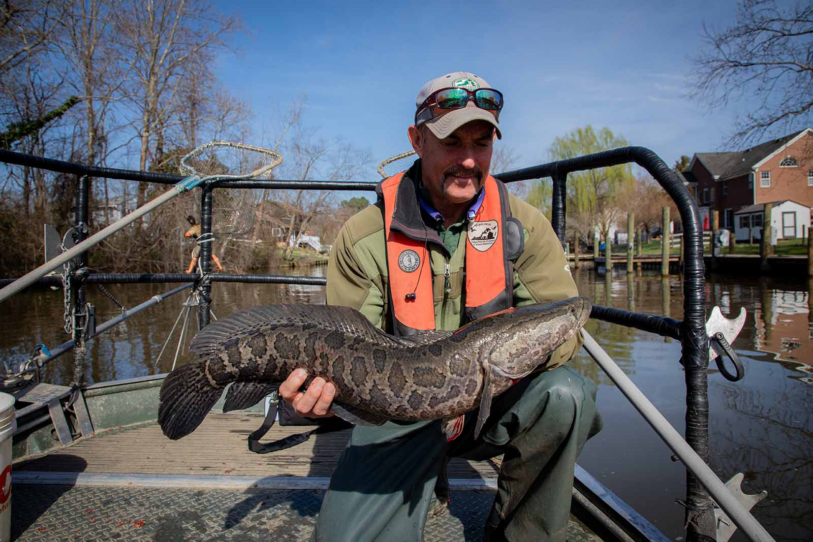 الأنواع الغازية التي تم بحثها