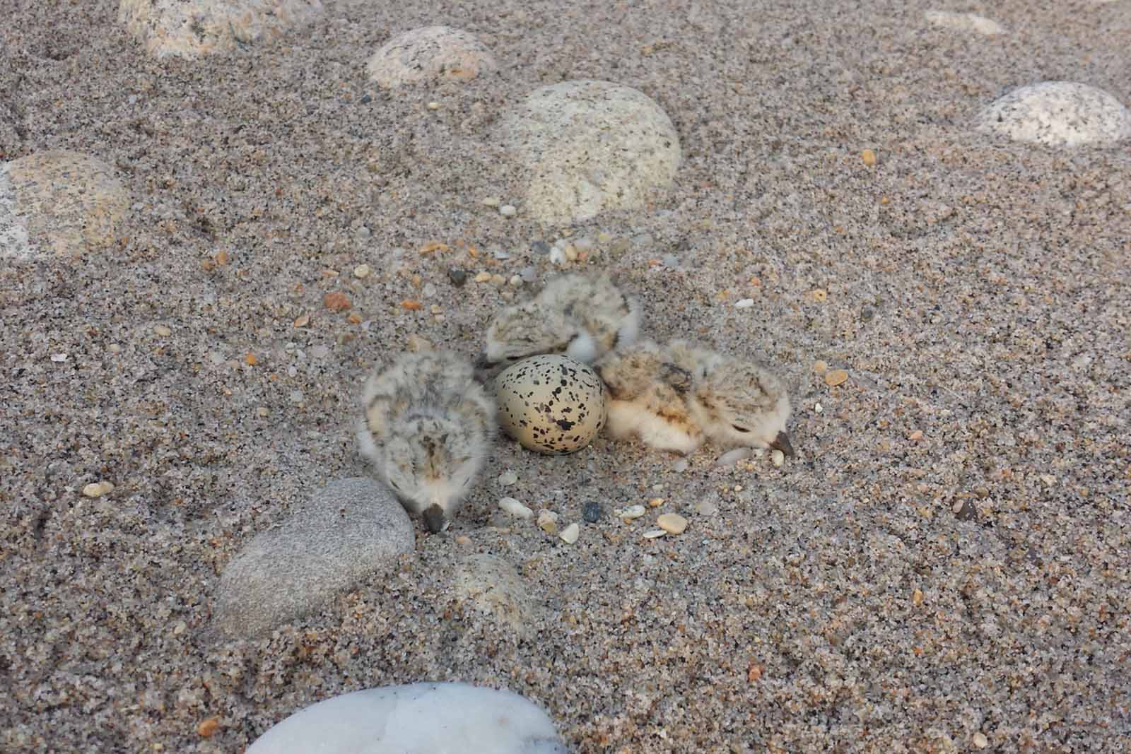 إفساح المجال لزقزاق الأنابيب