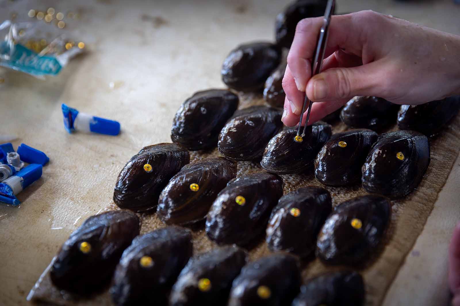 انتشار بلح البحر وإطلاقه