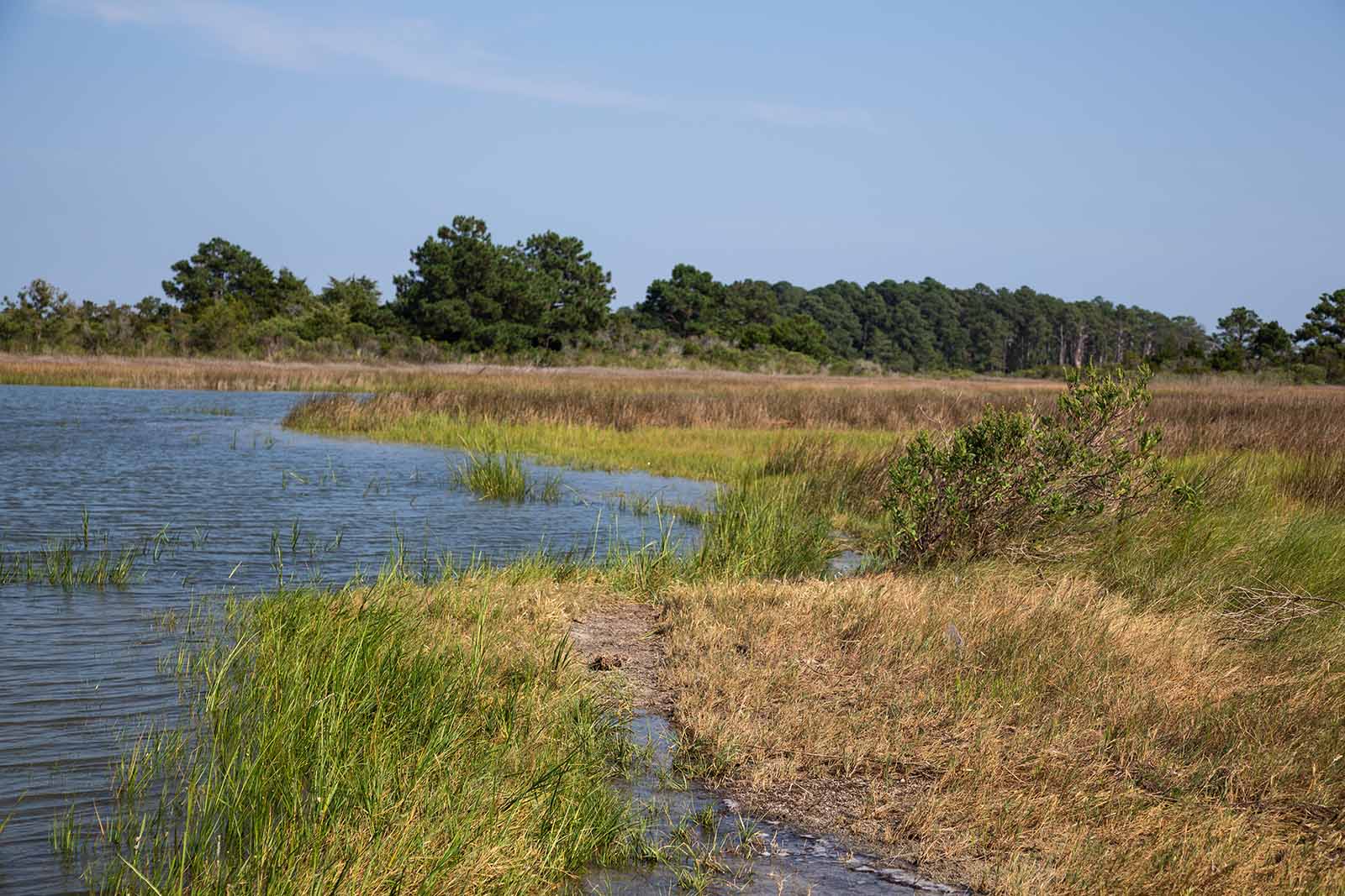بناء المرونة