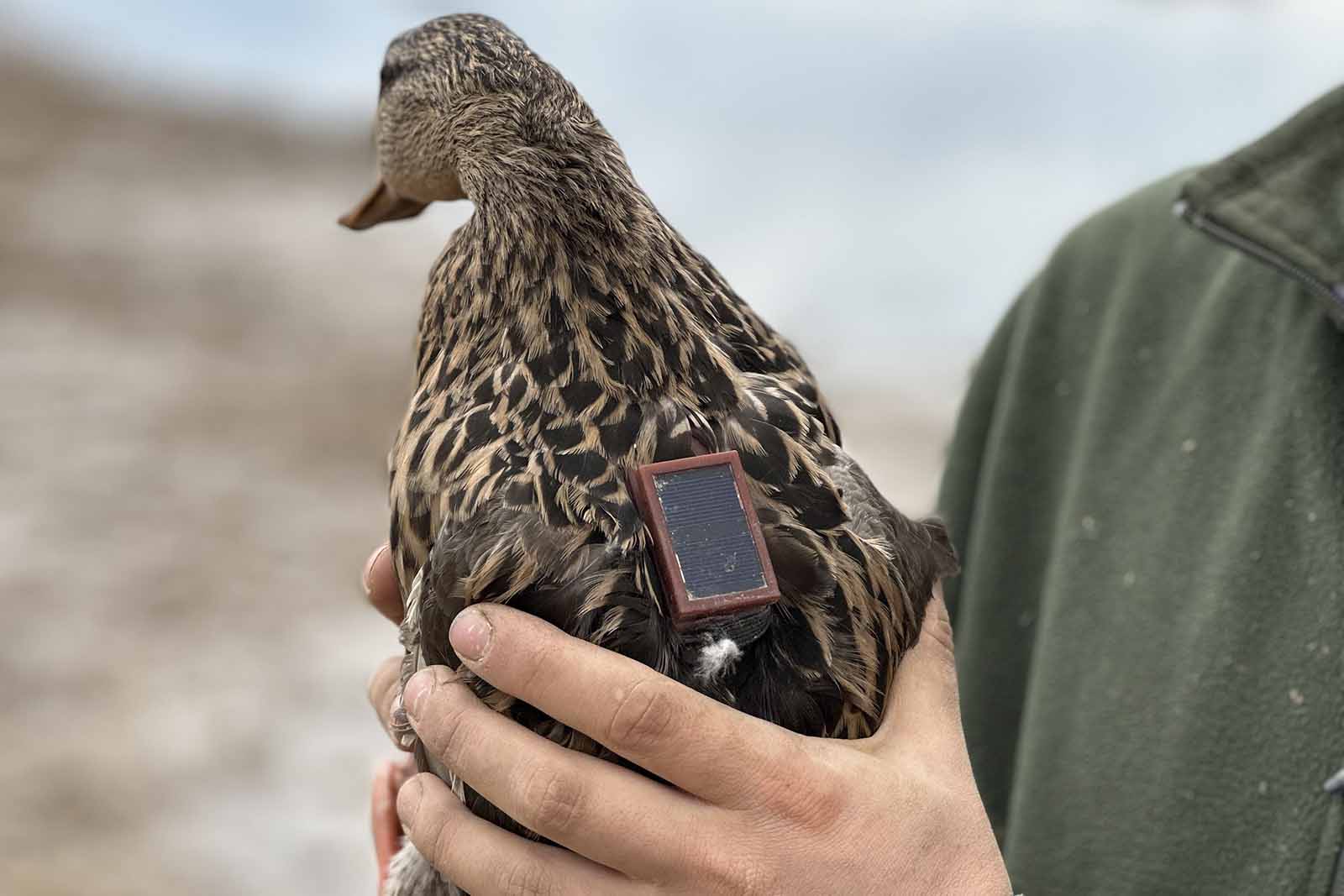 دراسة هجرة الطيور المائية