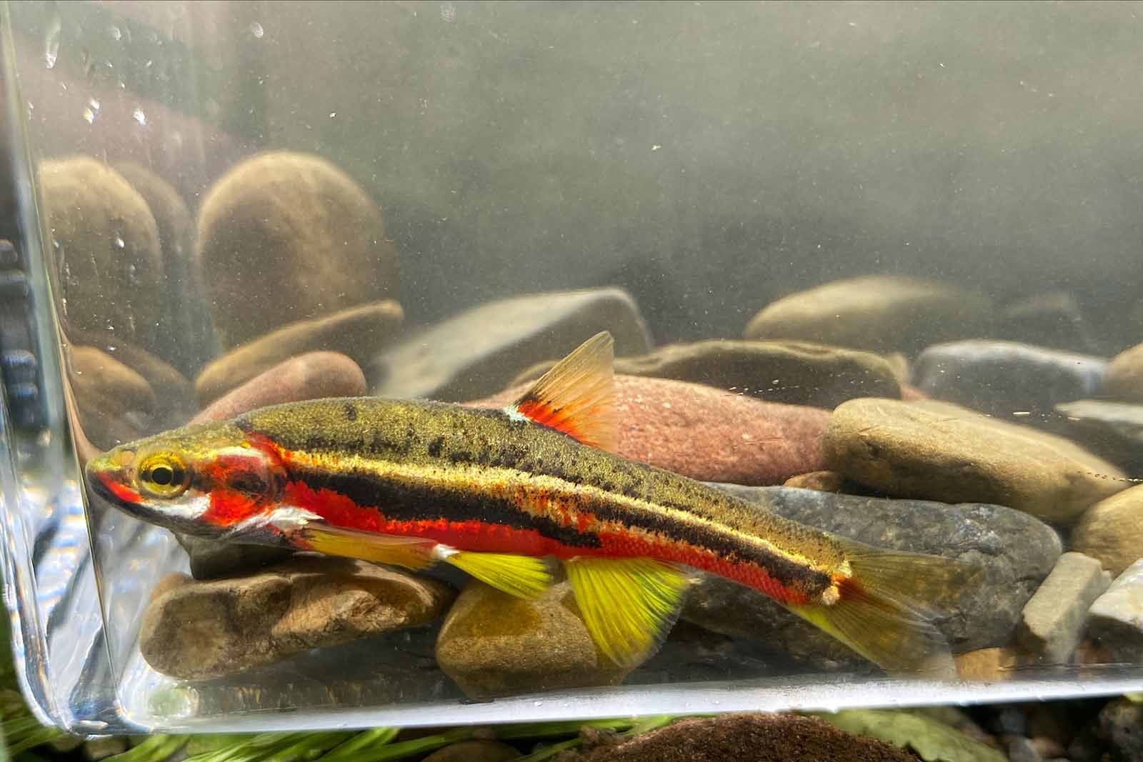 العثور على سباق تينيسي