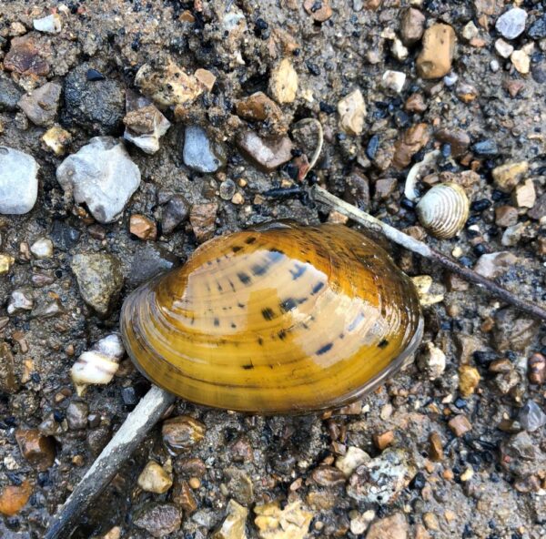 صورة لـ Pheashell