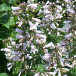 زهرة أرجوانية على حافة الحقل