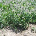 زهور أرجوانية في منظر طبيعي