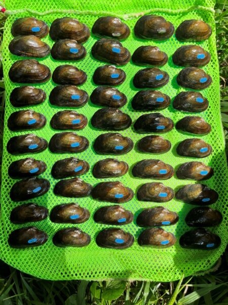 تم إصدار بروك فلوتر في 2024 وأعيد القبض عليه في 2025. صورة التقطتها © هوارد - DWR