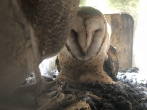 صورة لبومتي حظيرة البوم في صندوق عش