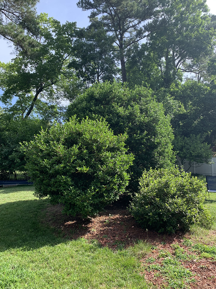 صورة لشجيرات في حديقة في الضواحي