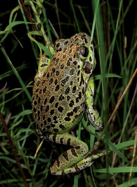 صورة ضفدع شجري بني اللون ينبح على الأشجار