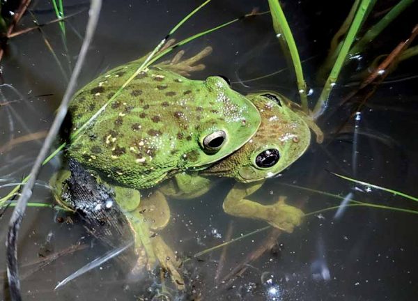 صورة لنباح الضفدع الشجري
