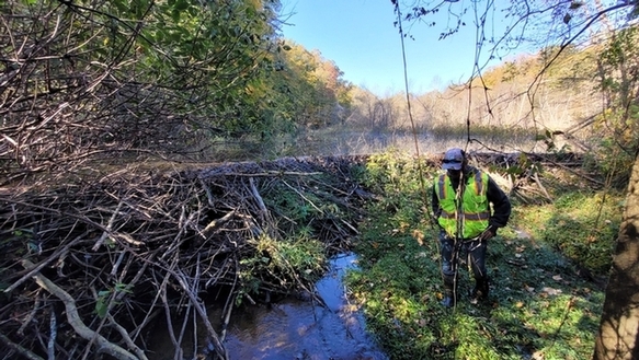 عالمة أحياء تقف إلى اليمين في مستنقع على يمينها مع وجود قندس على اليسار.