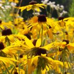 صورة عن قرب لعشرات الزهور الصفراء ذات المراكز السوداء