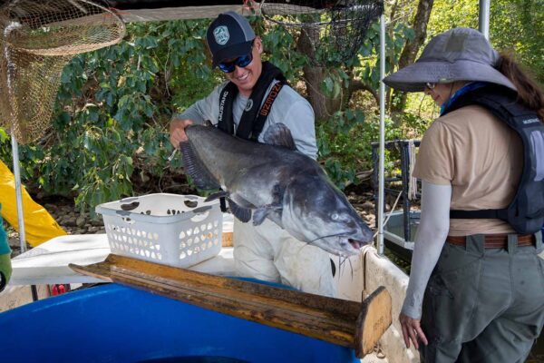 صورة لسمك السلور الأزرق