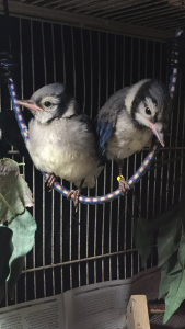 فرخ الجاي الأزرق