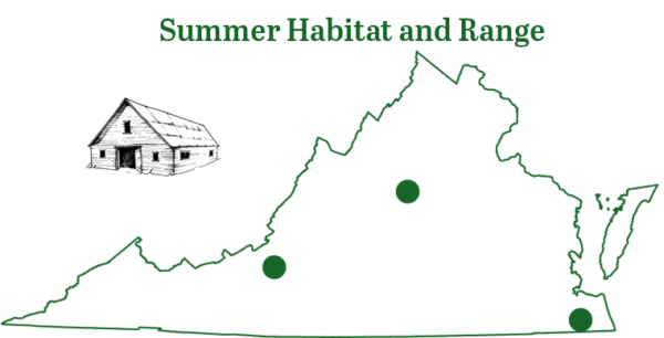 خريطة نطاق الخفاش البرازيلي حر الذيل الحر