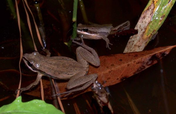 صورة لضفدع جوقة بريملي بريملي