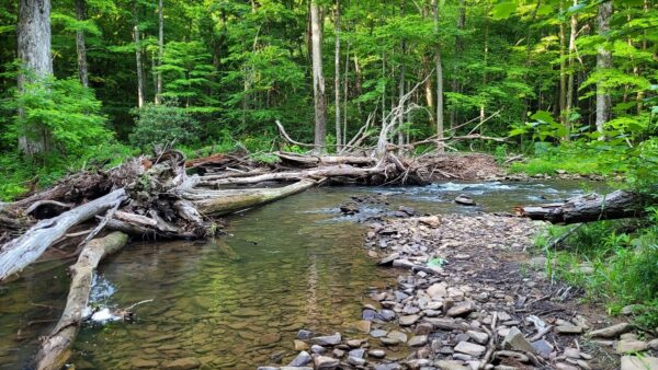 تصوير للموئل المثالي لتراوت بروك المثالي. ©مايك أوين - دائرة الغابات الأمريكية