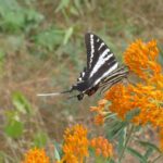 فراشة على زهرة برتقالية