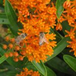 نحل على زهرة برتقالية