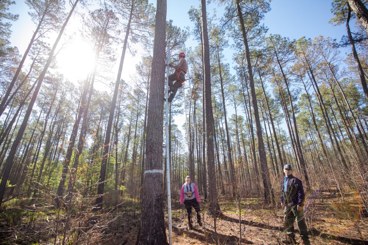 رجل يتسلق شجرة باستخدام سلّم وحزام أمان