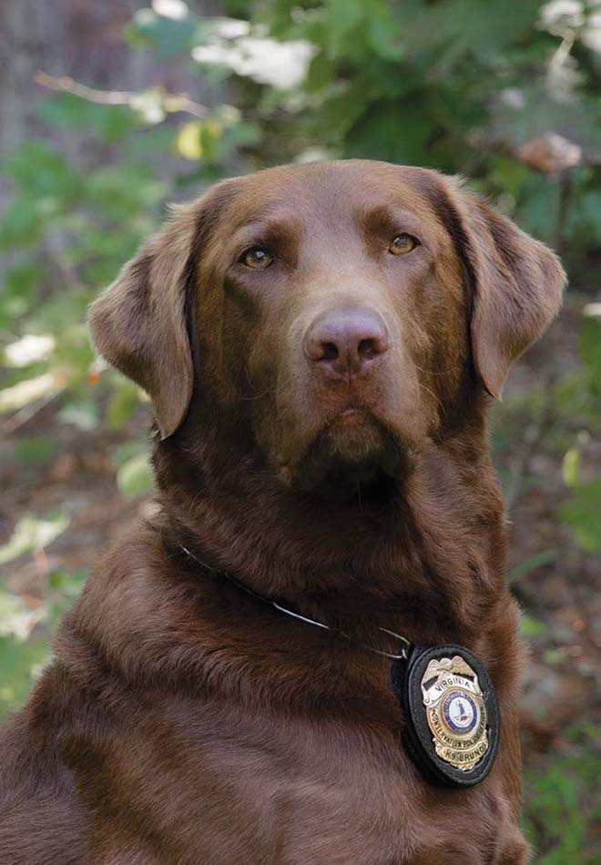 صورة لـ K9 برونو