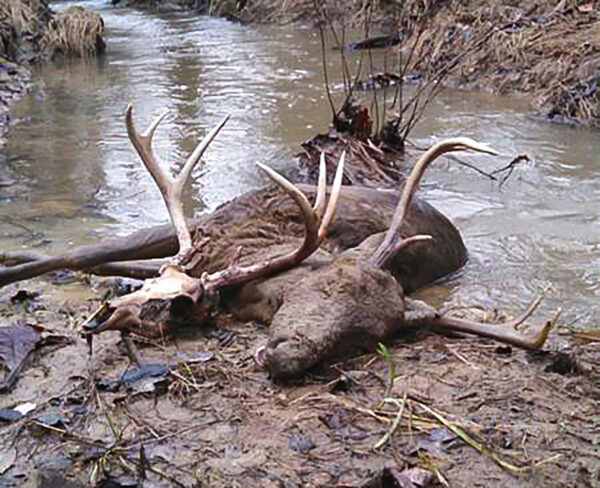 صورة لغزال متوفى ملقى في جدول.