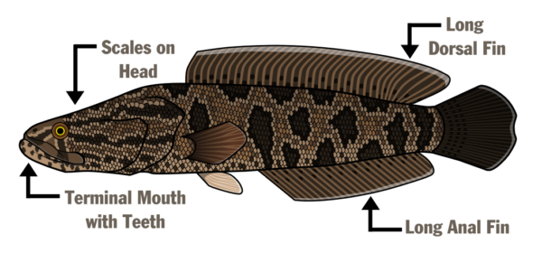 رسم توضيحي لسمكة رأس الأفعى الشمالية يوضح التشريح - حراشف على الرأس، وفم طرفي بأسنان، وزعنفة ظهرية طويلة، وزعنفة شرجية طويلة.