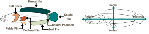 رسم تخطيطي لسمكتين مصورتين الأول، على اليسار، يذكر أسماء أجزاء السمكة - الغطاء الخيشومي، والزعنفة الظهرية، والزعنفة الذيلية، والزعنفة الذيلية، والزعنفة الشرجية، والزعنفة الصدرية، والزعنفة الحوضية. أما الثانية، على اليمين، فيوجد سهم أفقي وآخر رأسي يسمي مناطق السمكة - الأمامية والظهرية والخلفية والبطنية.